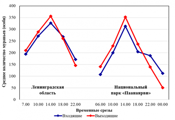 Дневные активности